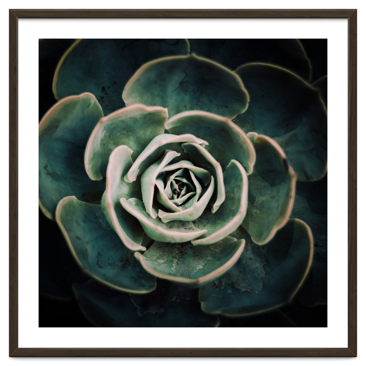 DARKSIDE OF SUCCULENTS IV-A