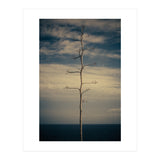 SEA AND TREE (Print Only) thumbnail