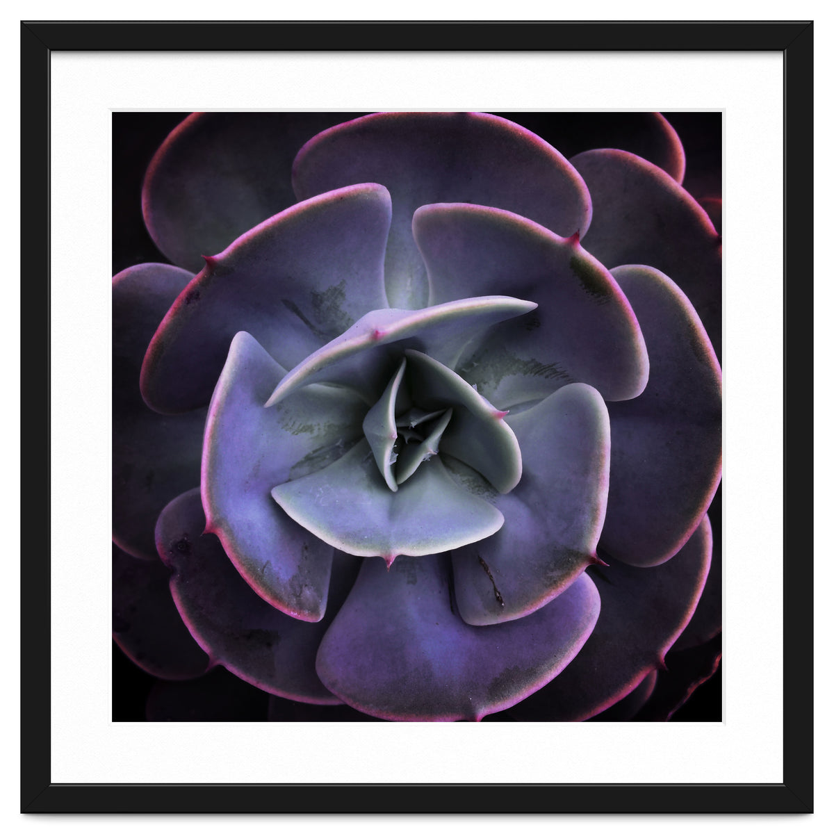 DARKSIDE OF SUCCULENTS VII