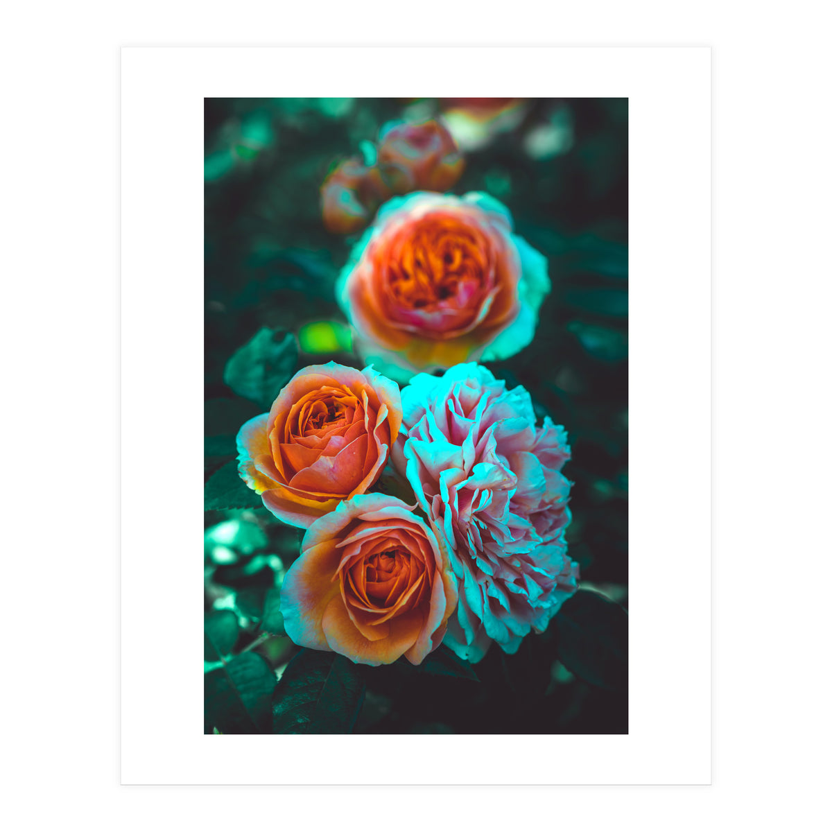 Rose Flowers  (Print Only)