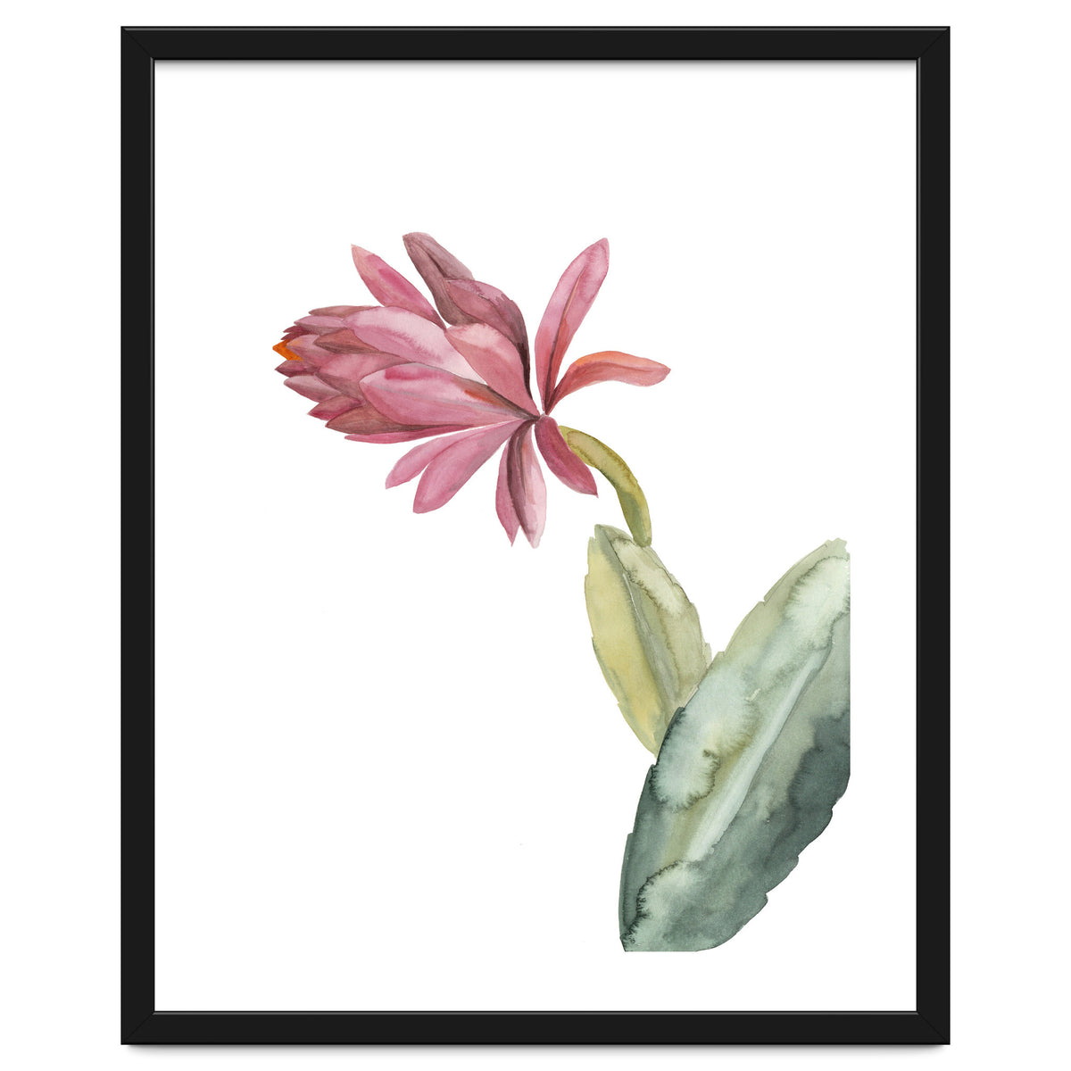 Botanical Illustration Pink Cactus Flower