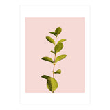 Botanical Art V3 (Print Only) thumbnail