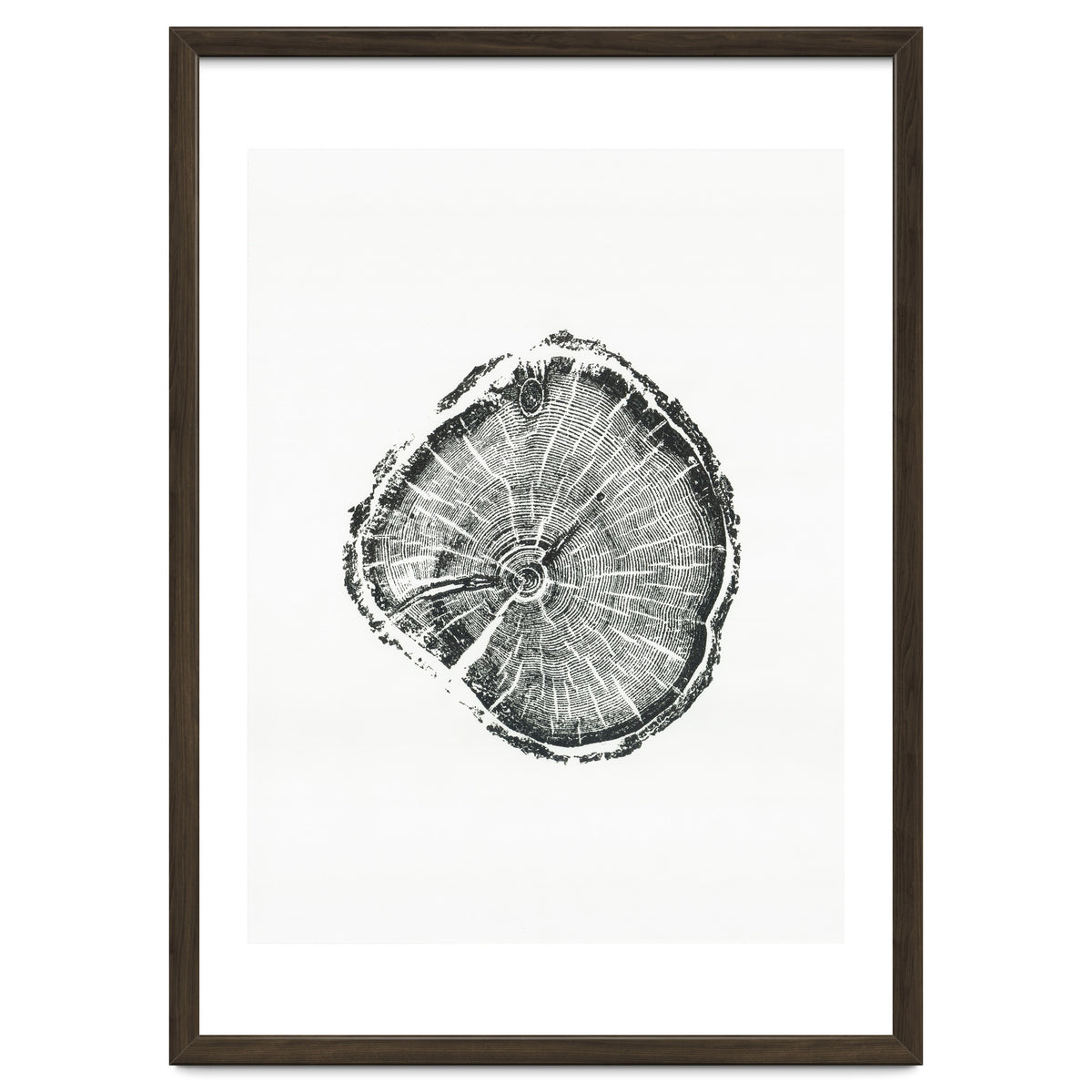 Tree Ring Print, Albion Basin, Utah, Pine Tree Print