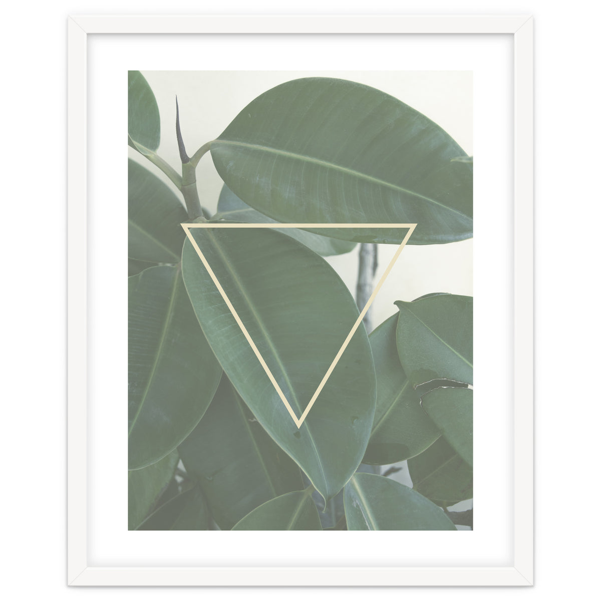 ficus triangle