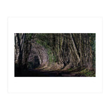 Sunlit Tunnel of Trees (Print Only) thumbnail