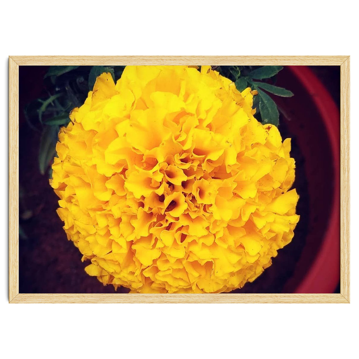 Yellow Chrysanthemum