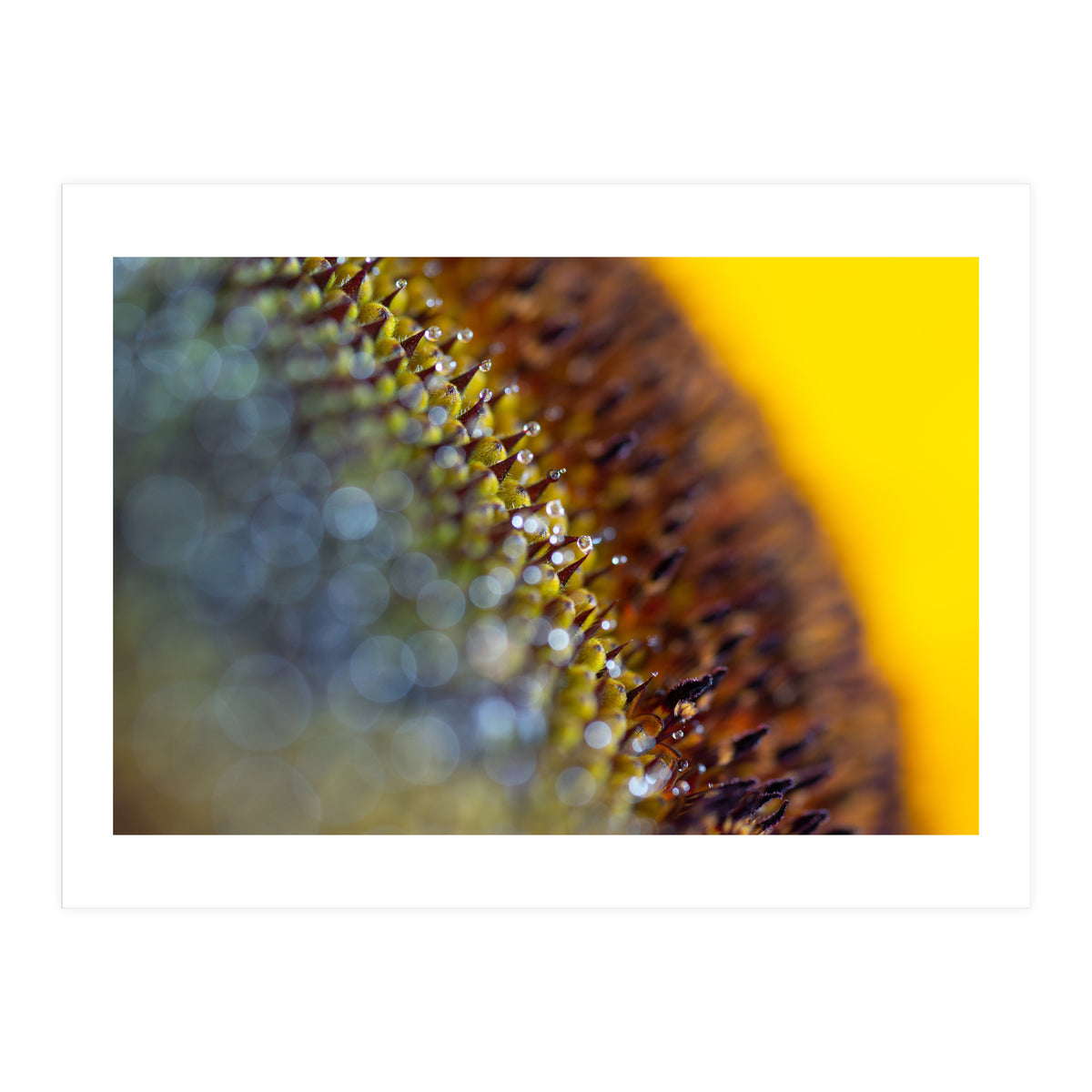 Bumblebee (Print Only)