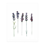 Botanical Illustration Lavender (Print Only) thumbnail