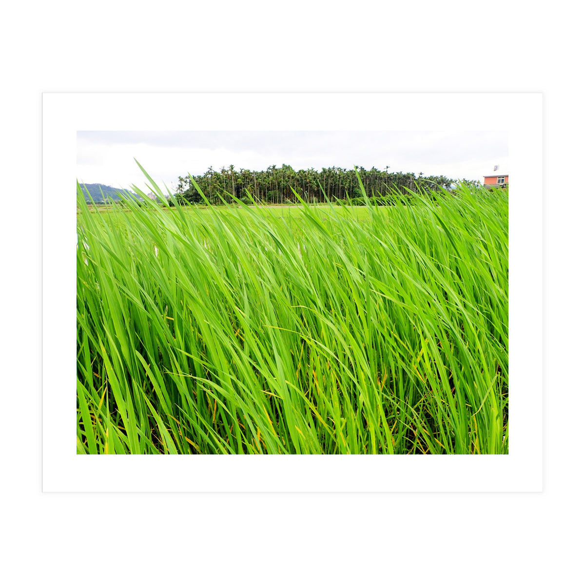 In the Tall Grass (Print Only)