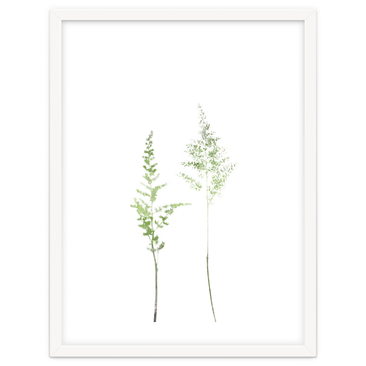 Olive Green Astilbe