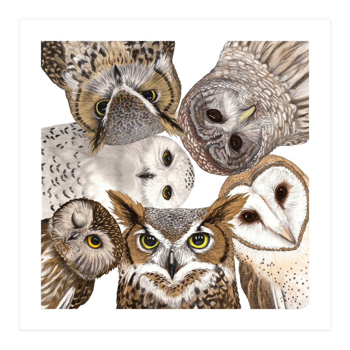 Owls (Print Only)