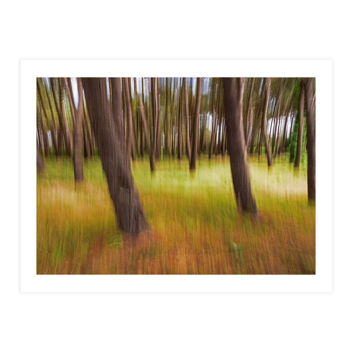 Amongst The Trees (Print Only)