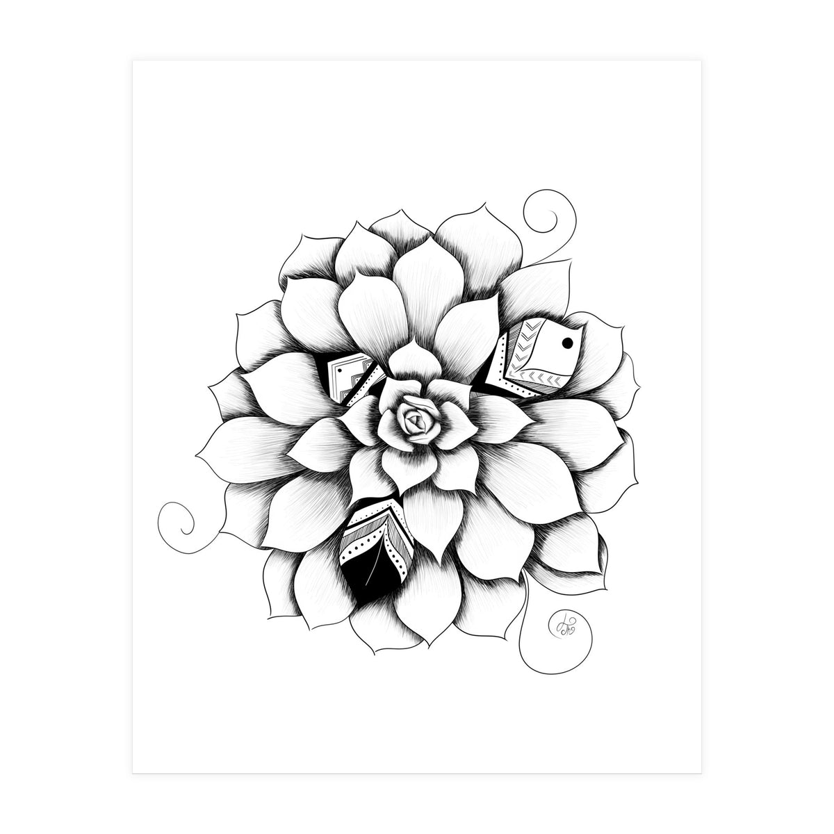 Poetic Echeveria Plant (Print Only)