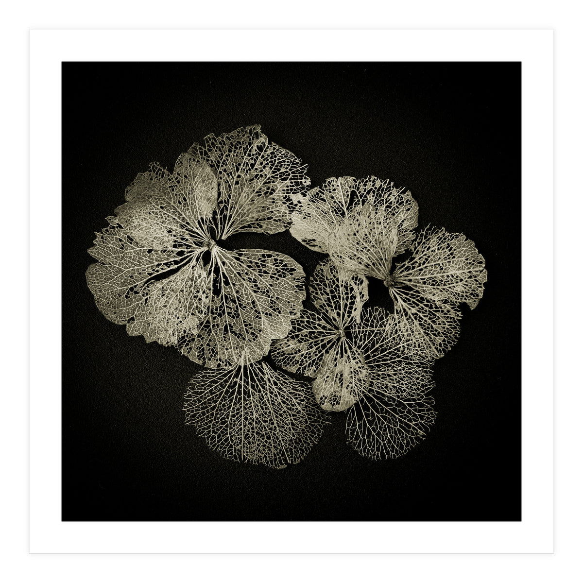 Hydrangea Petals  (Print Only)
