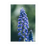 Blue Bells (Print Only) thumbnail