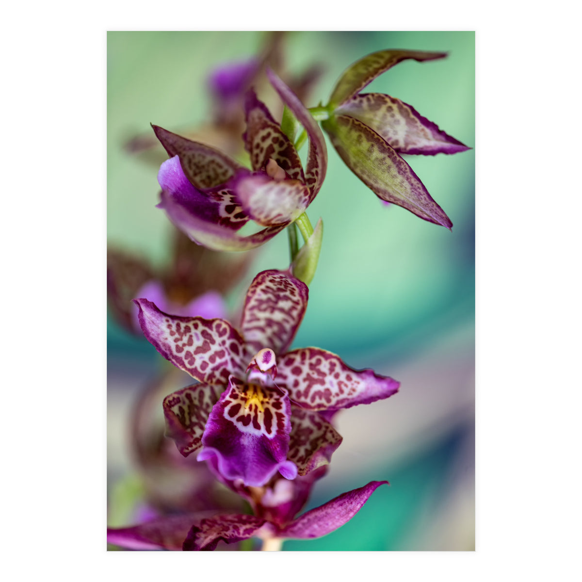 Orchidee Flower (Print Only)