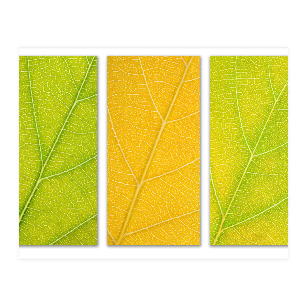 Autumn Leaves (Print Only)