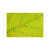 Autumn Leaf (Print Only) thumbnail