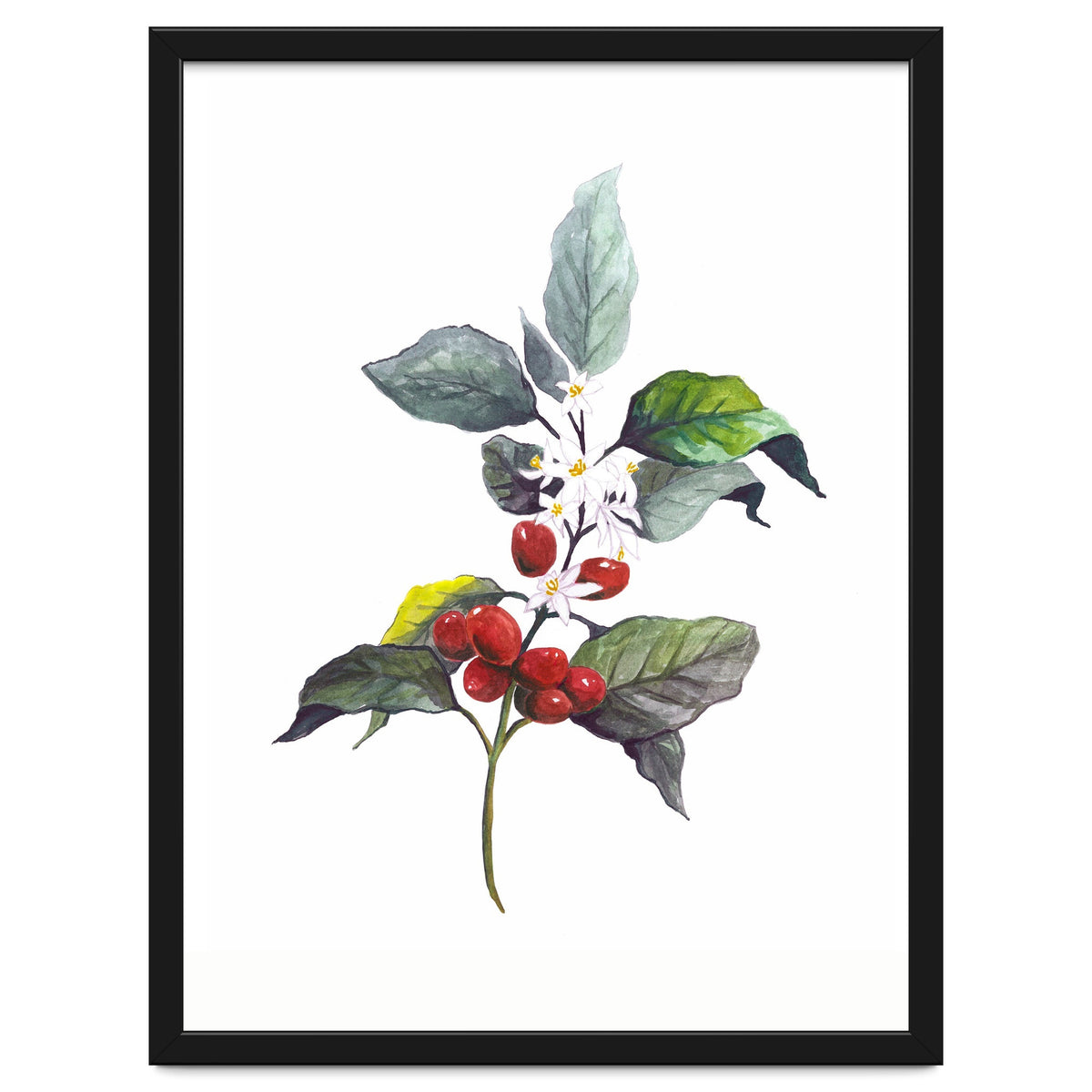 1 Botanical Illustration Kaffee Pflanze
