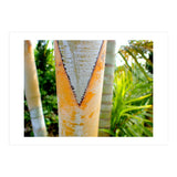 Palm V (Print Only) thumbnail