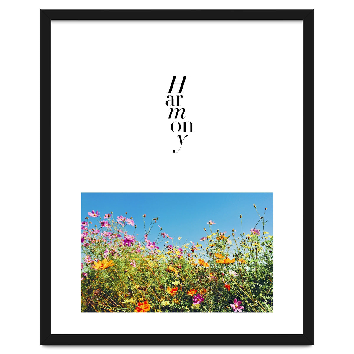 Harmony - cosmos flower - nature photography