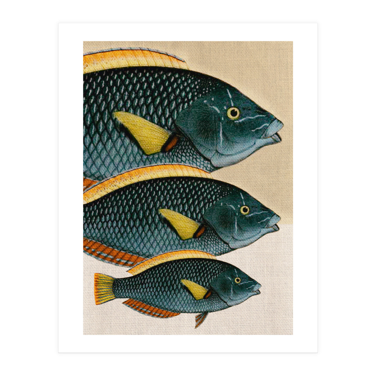Fish Classic Designs 10 (Print Only)