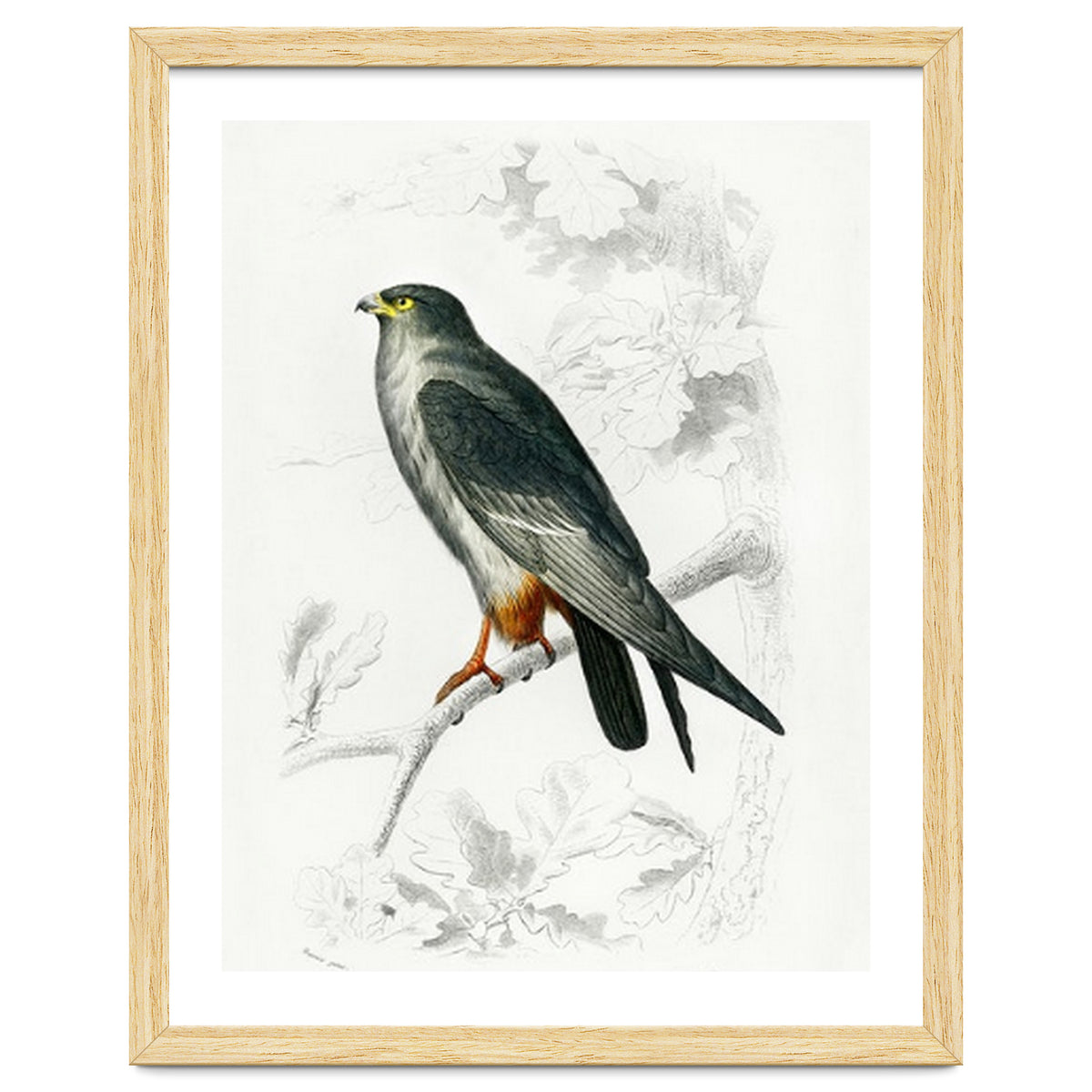 Red-footed Falcon illustrated