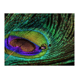 Peacock feather (Print Only) thumbnail