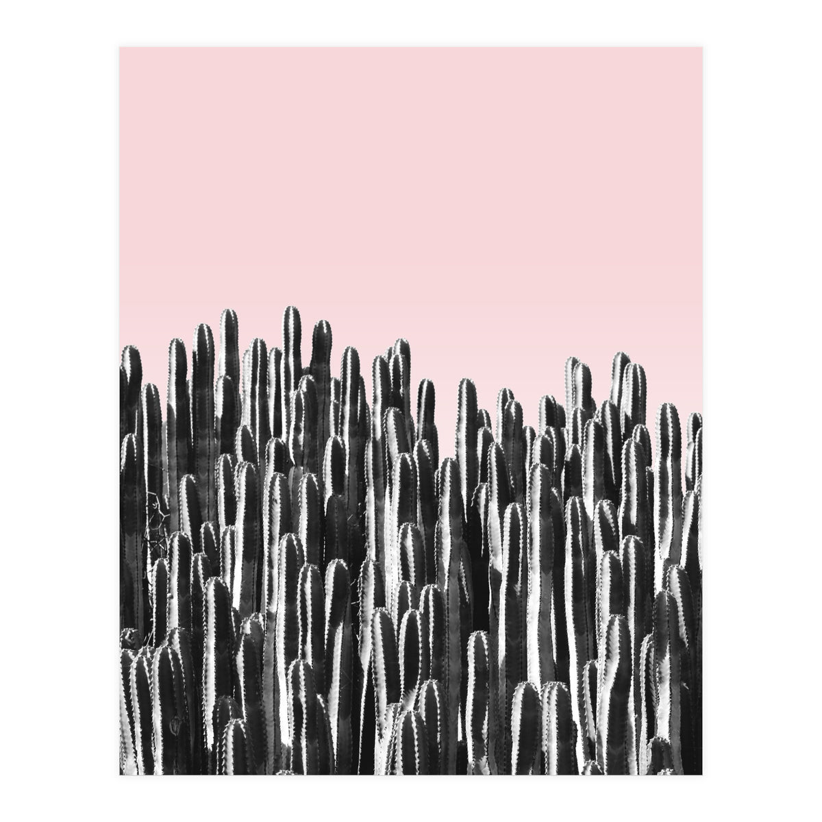 Cactus B&W & Sunset (Print Only)