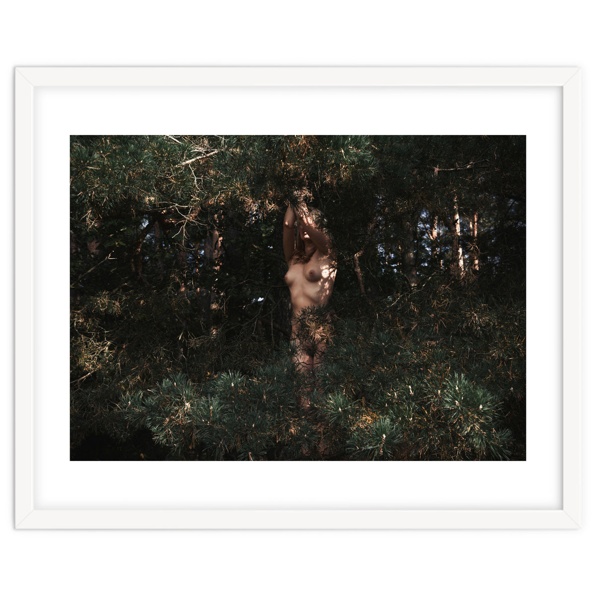 The Eyes of the Forest