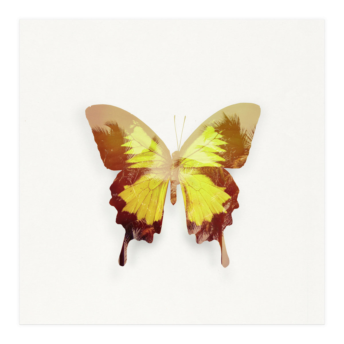 Tropical Butterfly (Print Only)