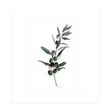 Botanical Illustration Olive (Print Only) thumbnail