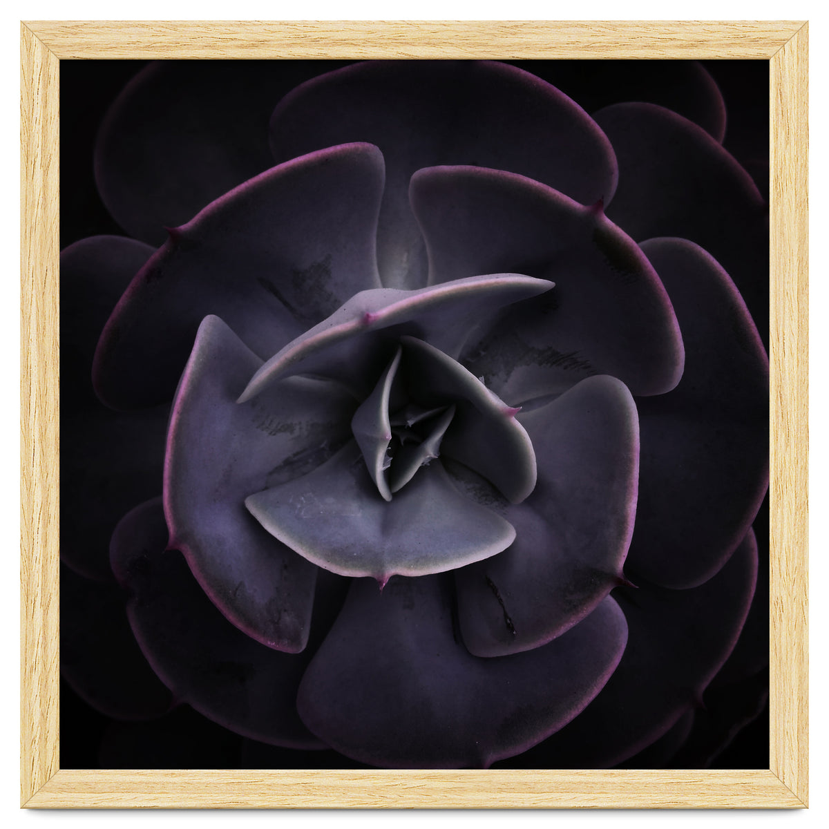 DARKSIDE OF SUCCULENTS VIII