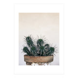 cactus nature XI (Print Only) thumbnail