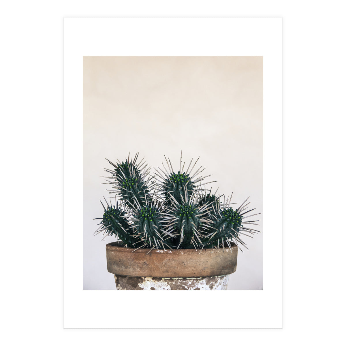 cactus nature XI (Print Only)