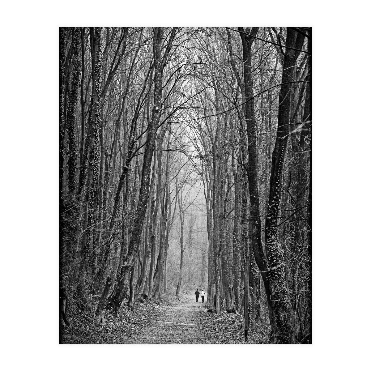 Forest path (Print Only)
