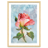 Beautiful Rose Watercolor