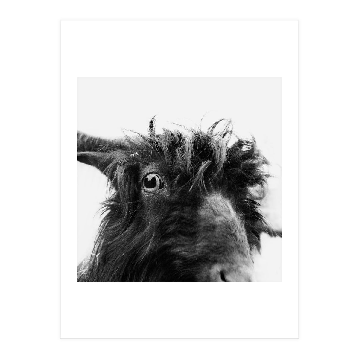 Charly the coat (Print Only)