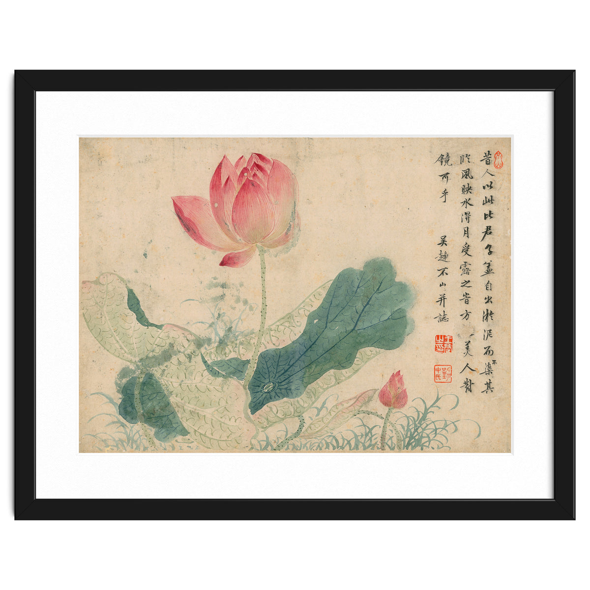 Qing Wangwu Flower album, lotus, lotus leaf, pond, copy of water grass