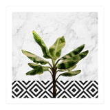 Banana Plant On White Marble And Checker Wall (Print Only) thumbnail