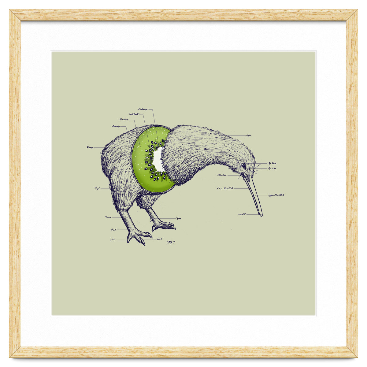 Kiwi Anatomy