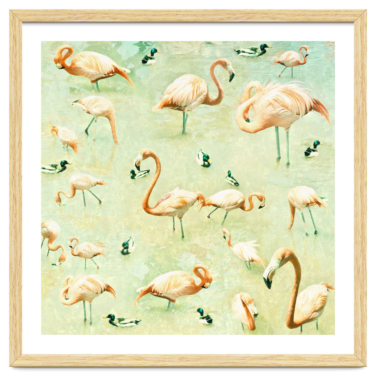 Flamingos