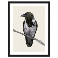 Hooded crow watercolor
