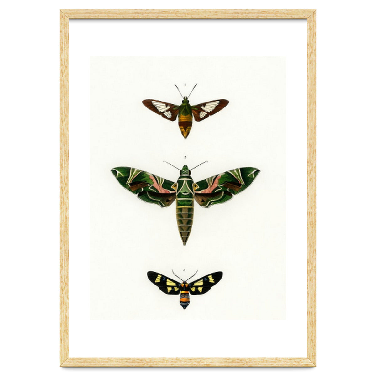 Different types of moths illustrated