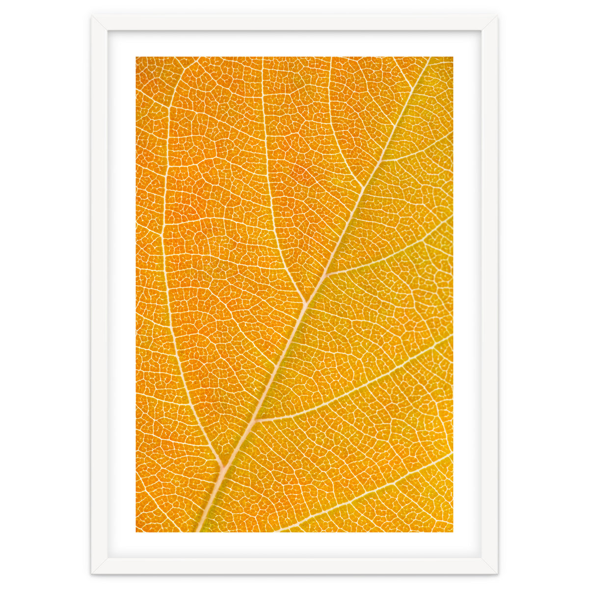 Autumn Leaf