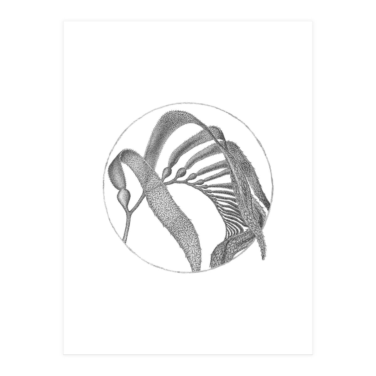 P.O. Blue Carbon (Print Only)