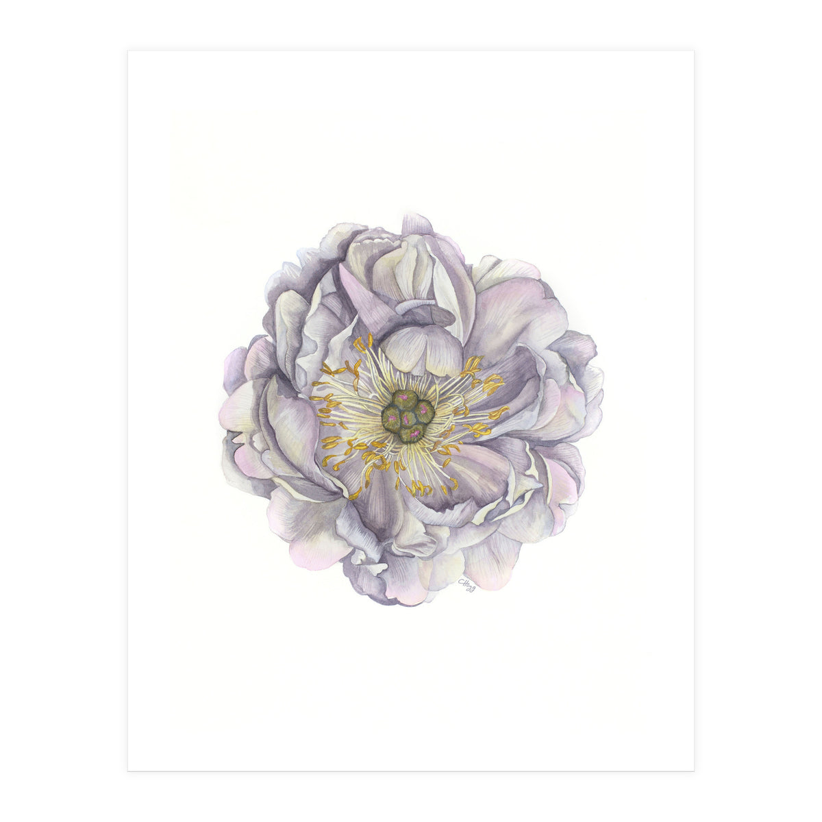 A Peony In Grey Std (Print Only)