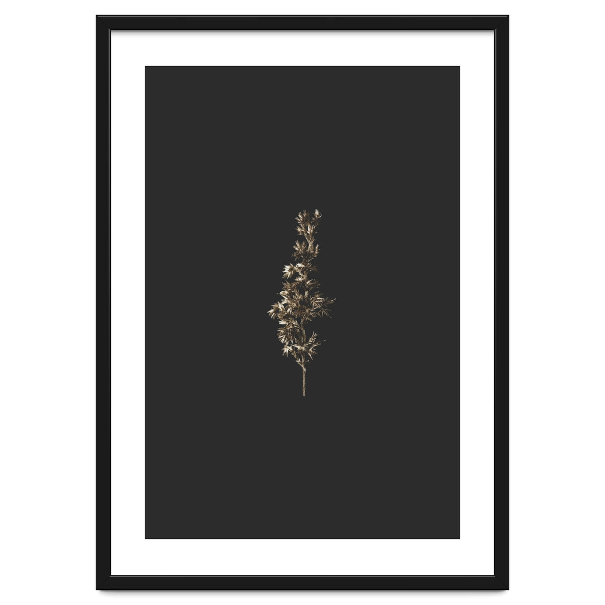 Gold Rush Botanicals