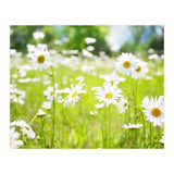 Flowers (Print Only) thumbnail