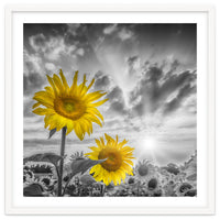 Focus on two sunflowers